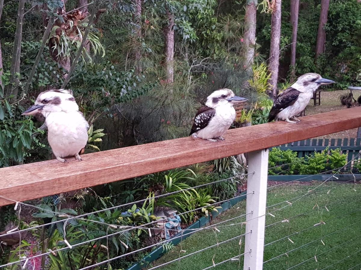 Buderim Forest Hideaway Exteriér fotografie